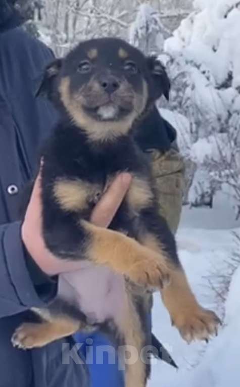 Собаки в Красногорске: Щенок Моника 1,5 месяца в добрые руки  Девочка, Бесплатно - фото 4