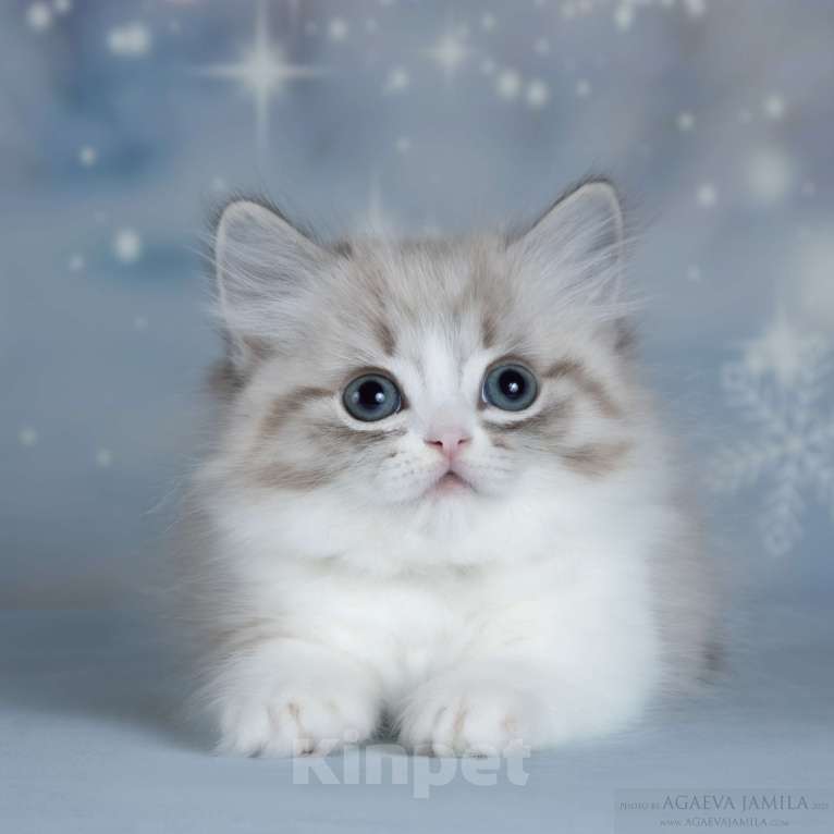 Кошки в Москве: Менуэт  Девочка, 200 000 руб. - фото 1