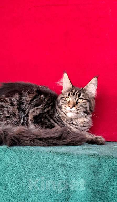 Кошки в Москве: Рыськи Девочка, 110 000 руб. - фото 1