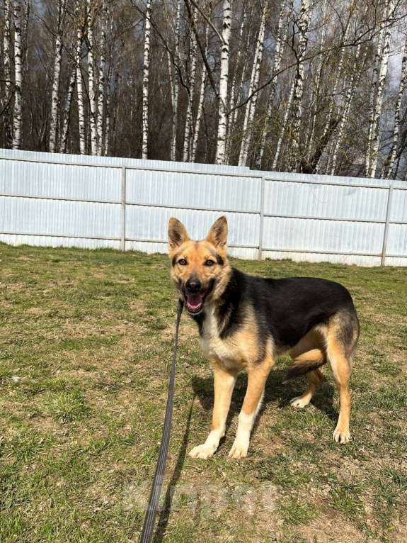 Собаки в Москве: Джеки, нежная девочка для квартиры Девочка, Бесплатно - фото 5