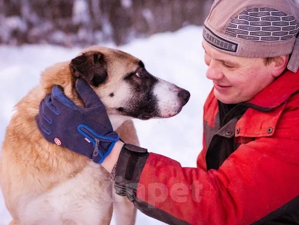 Собаки в Москве: Ханна хочет домой Девочка, Бесплатно - фото 4