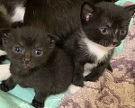 Кошки в Кемерово: Котята в добрые руки Девочка, Бесплатно - фото 3