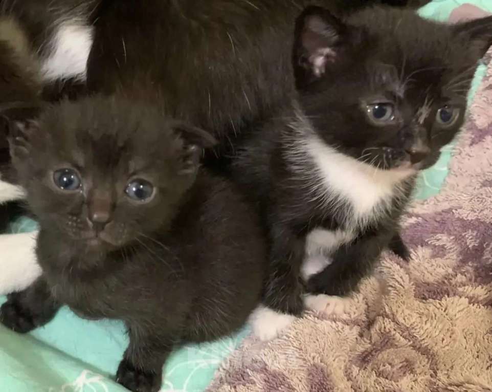 Кошки в Кемерово: Котята в добрые руки Девочка, Бесплатно - фото 3