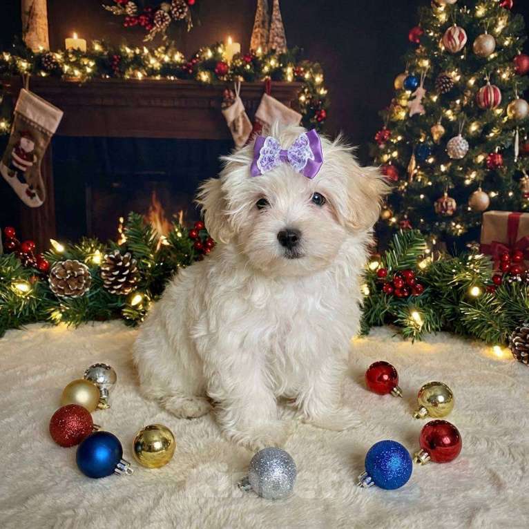 Собаки в Москве: Мальтипу f1 жемчужеого окраса Девочка, 70 000 руб. - фото 2