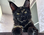 Кошки в Краснодаре: Котенок Мейн-Кун Девочка, Бесплатно - фото 1