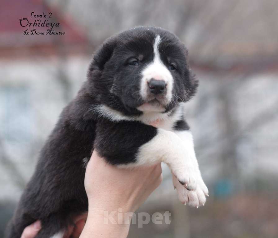 Собаки в Саратове: Чёрная девочка САО Девочка, Бесплатно - фото 1