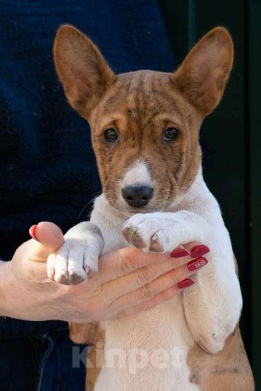 Собаки в Санкт-Петербурге: Щенок басенджи Мальчик, 90 000 руб. - фото 2