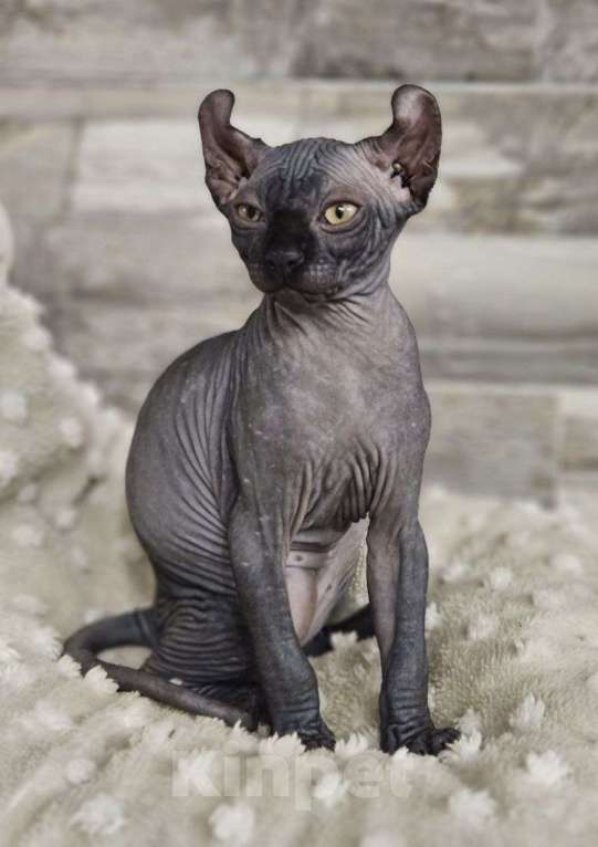 Кошки в Химках: Котенок Эльф мальчик Мальчик, 55 000 руб. - фото 5