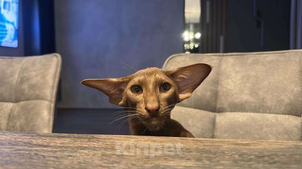 Кошки в Санкт-Петербурге: Продается ориентальный котенок Мальчик, 50 000 руб. - фото 6