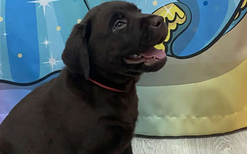 Щенки лабрадор-ретривер