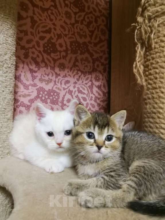 Кошки в Москве: Котята Шотландские  Девочка, 10 000 руб. - фото 2