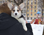 Собаки в Москве: Щенки Вельш Корги Пемброк  Мальчик, 50 000 руб. - фото 3
