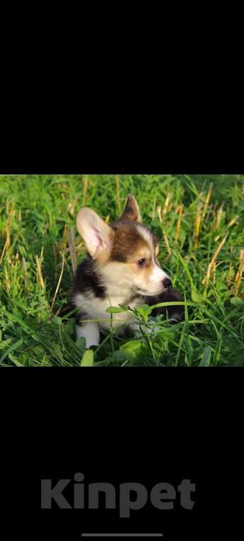 Собаки в Санкт-Петербурге: Малыш ищет любящих мампап Мальчик, 45 000 руб. - фото 4