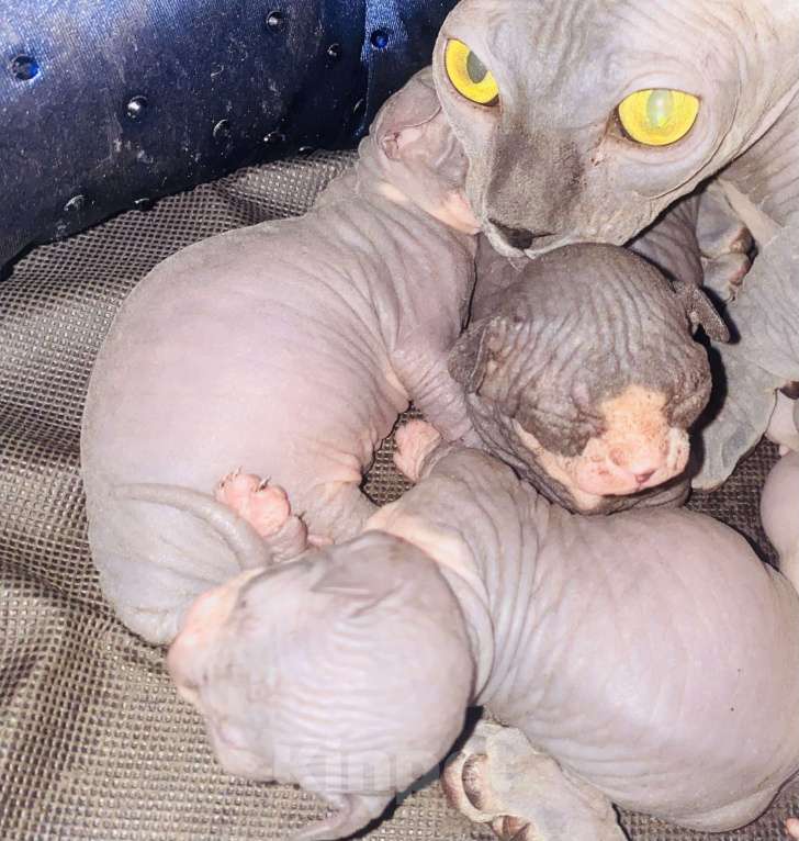 Кошки в Сочи: Канадский сфинкс  Девочка, 20 000 руб. - фото 6