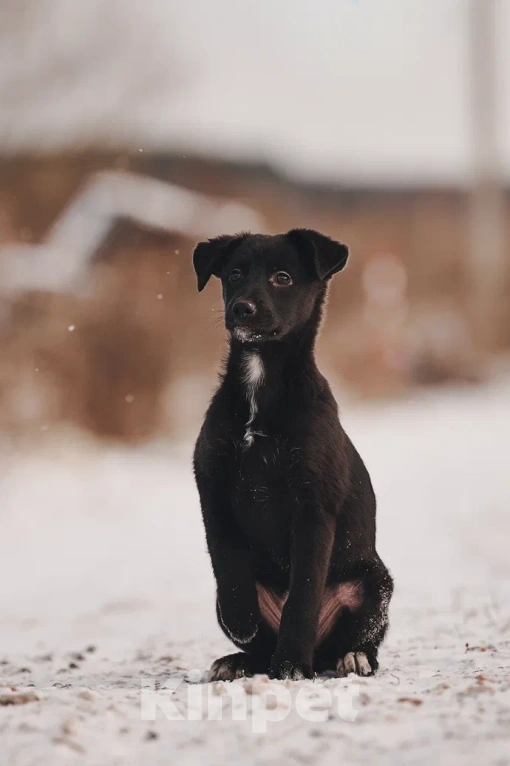 Собаки в Лосином-Петровском: Джемма малышка из Волгорада в мо Девочка, Бесплатно - фото 4