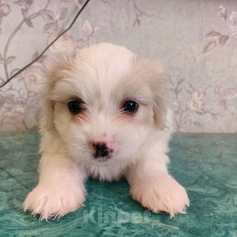 Собаки в Липецке: Мальтийская болонка Девочка, 25 000 руб. - фото 3