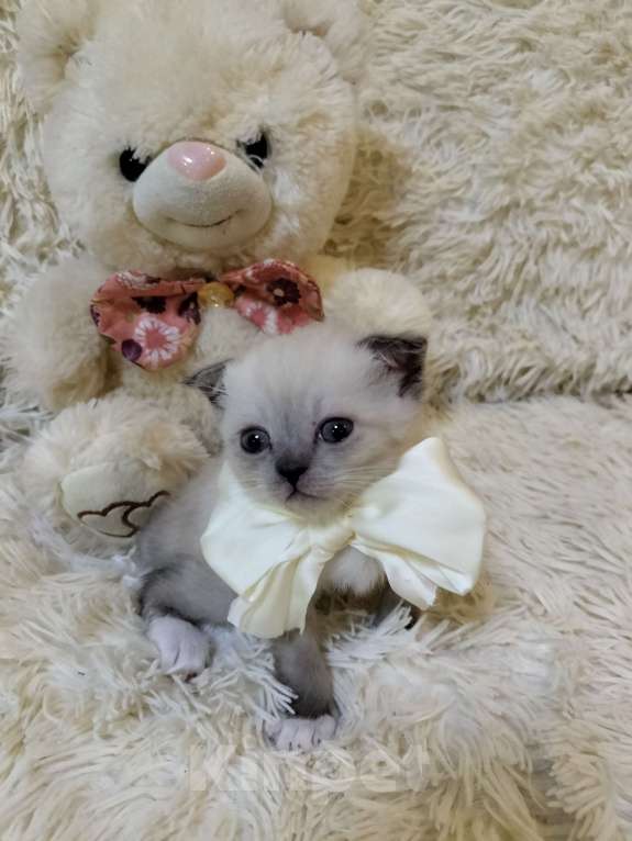 Кошки в Новороссийске: Мальчик вислоухихй Мальчик, 10 000 руб. - фото 2