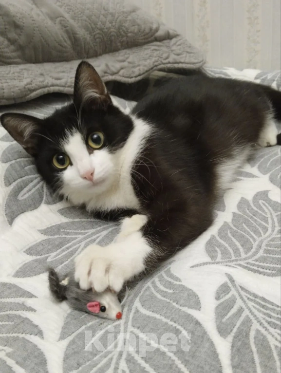 Кошки в Москве: Кошечка в добрые руки Девочка, Бесплатно - фото 2