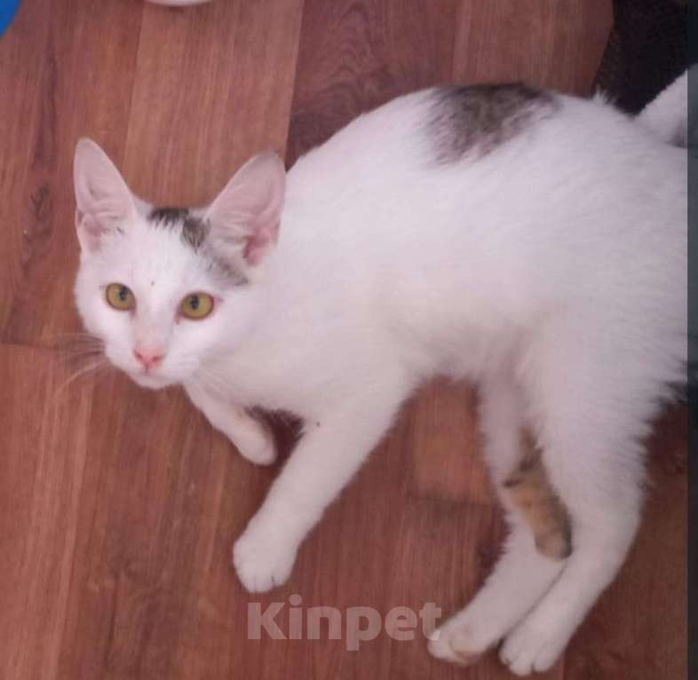 Кошки в Люберцах: В поисках дома красавица Мальвинка Девочка, Бесплатно - фото 2