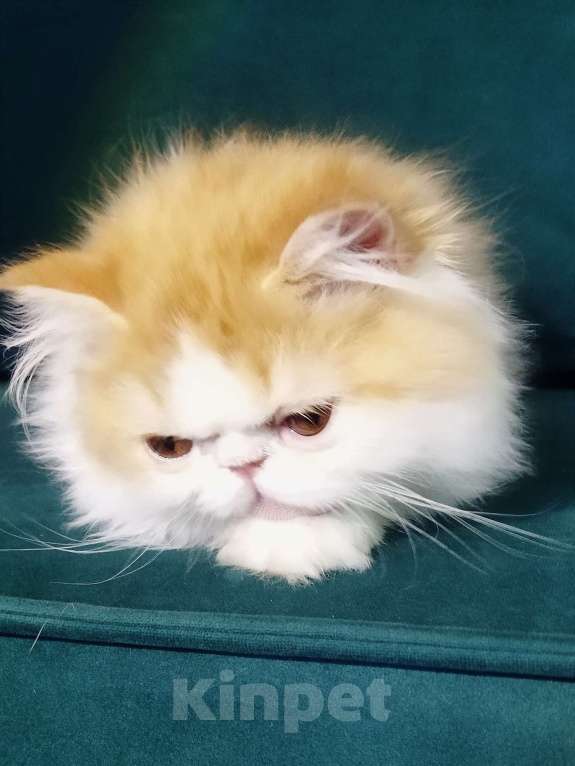 Кошки в Москве: Пушистое счастье Мальчик, 30 000 руб. - фото 2