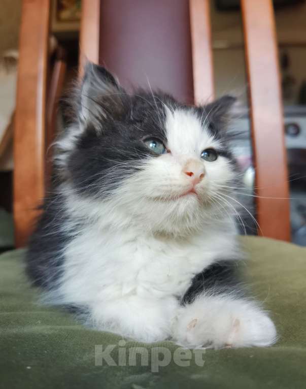 Кошки в Пензе: В добрые руки Девочка, Бесплатно - фото 5