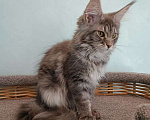 Кошки в Москве: Котёнок Мейн-кун девочка Девочка, 60 000 руб. - фото 5