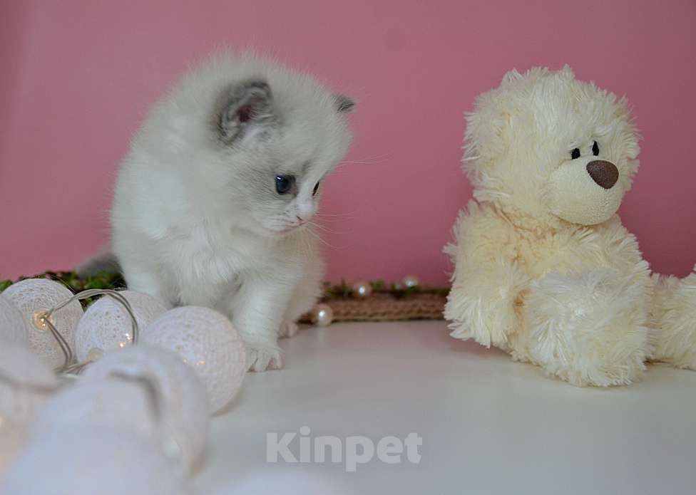 Кошки в других городах Московской области: Котята рэгдолл из семейного питомника Девочка, Бесплатно - фото 4