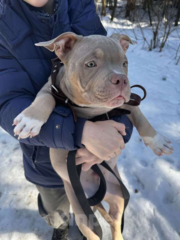 Собаки в Москве: Лиловый триколор Мальчик, 100 000 руб. - фото 6