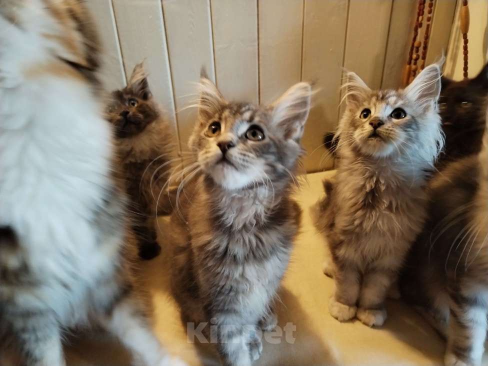 Кошки в Петрозаводске: Котенок мейн-кун  Мальчик, 35 000 руб. - фото 4