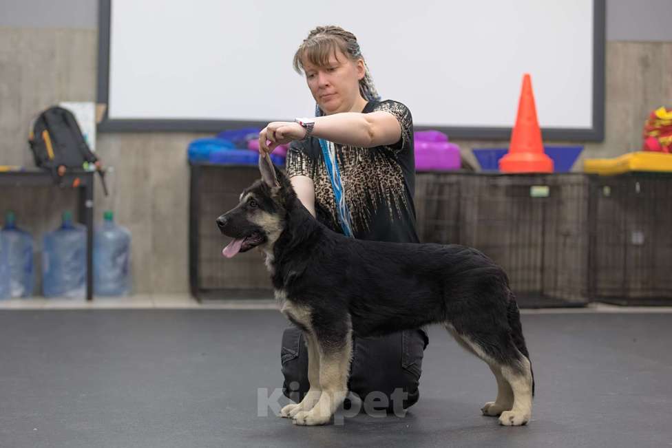 Собаки в Челябинске: Наука из Третьяковской галереи Девочка, 40 000 руб. - фото 1