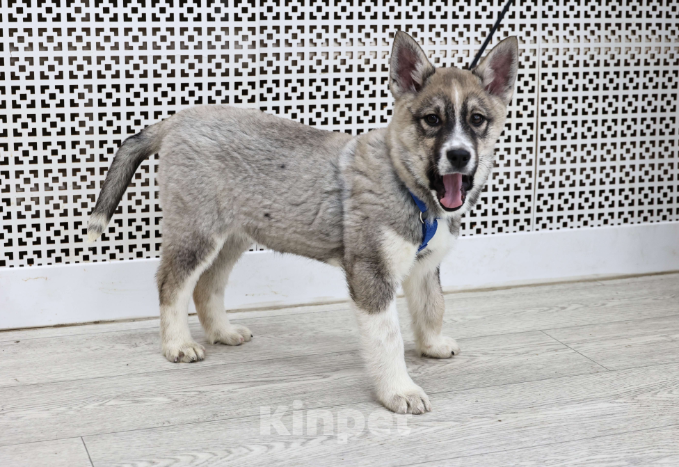 Собаки в Москве: Щенки бесплатно в Москве Девочка, Бесплатно - фото 1