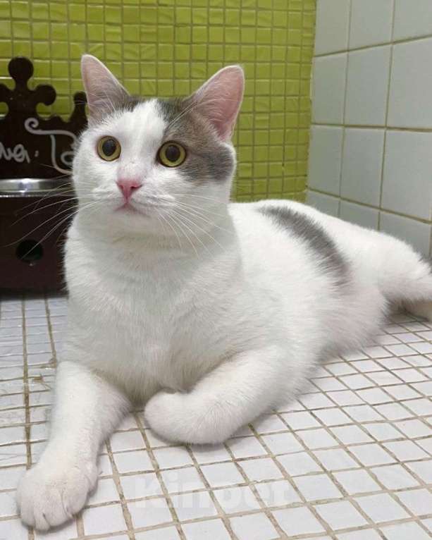 Кошки в Москве: Елисея вернули после полгода жизни дома Мальчик, Бесплатно - фото 3