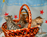 Кошки в Рыбном: Бенгальские малыши, 15 000 руб. - фото 3