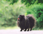 Собаки в Красноярске: Вязка чёрный шпиц, 10 000 руб. - фото 2