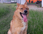 Собаки в Москве: Собака-метис лайки в дар, Бесплатно - фото 4