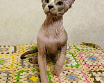 Кошки в Москве: Замурчательные коты Мальчик, 25 000 руб. - фото 1