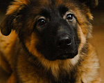 Собаки в Москве: Ищет дом малышка Лада Девочка, 10 руб. - фото 1