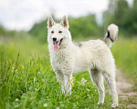Собаки в Москве: Маленький волчонок Север ищет дом Мальчик, Бесплатно - фото 3