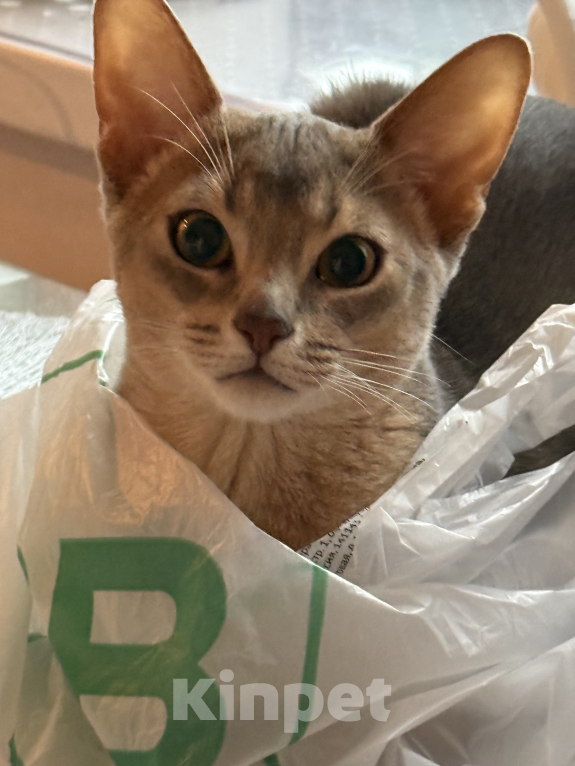Кошки в Москве: Абиссинский кот вязка Мальчик, 6 000 руб. - фото 3