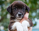 Собаки в Солнечногорске: Щенок-девочка в добрые руки Девочка, Бесплатно - фото 7