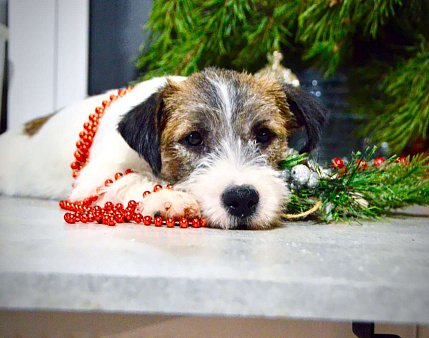 Девочка Джек Рассел терьер 