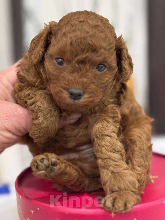 Собаки в Москве: той-пудель тедди девочки Девочка, 150 000 руб. - фото 1