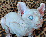 Кошки в Улане-Удэ: блондин с голубыми глазами Мальчик, 50 000 руб. - фото 3
