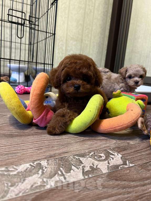 Собаки в Москве: Щенок той пудель Мальчик, 300 000 руб. - фото 6