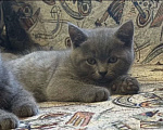 Кошки в Краснодаре: Милые котята британской породы Мальчик, Бесплатно - фото 4
