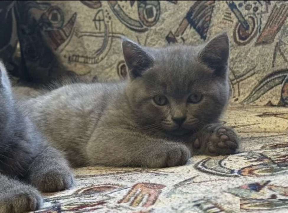 Кошки в Краснодаре: Милые котята британской породы Мальчик, Бесплатно - фото 4