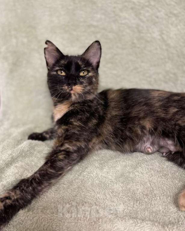 Кошки в Москве: Черепаховая кошечка с идеальным характером ищет свою семью! Девочка, Бесплатно - фото 3