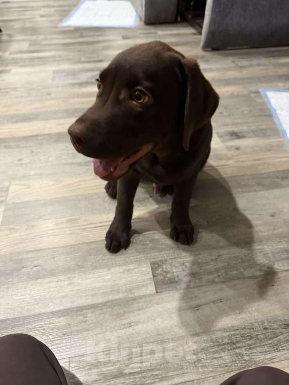 Собаки в Подольске: Щенок лабрадор-ретривер Мальчик, Бесплатно - фото 4