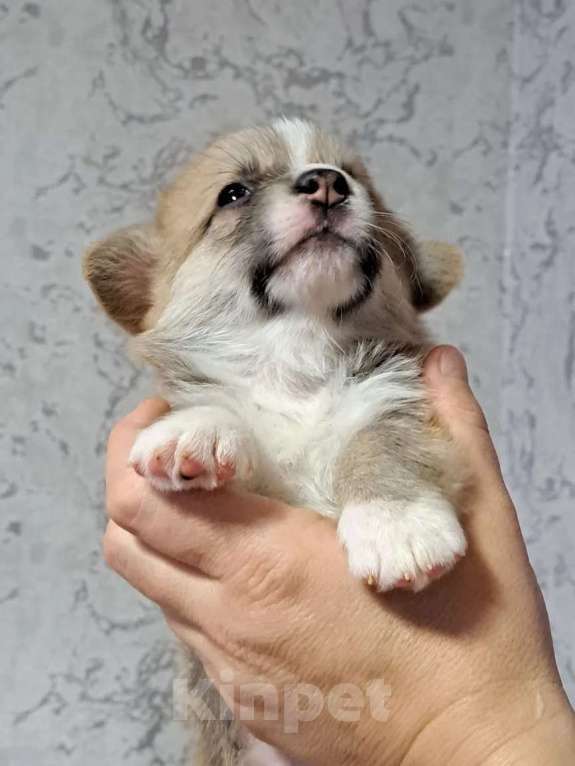 Собаки в Волгодонске: Щенки Вельш Корги Пемброк Разнополые, Бесплатно - фото 4