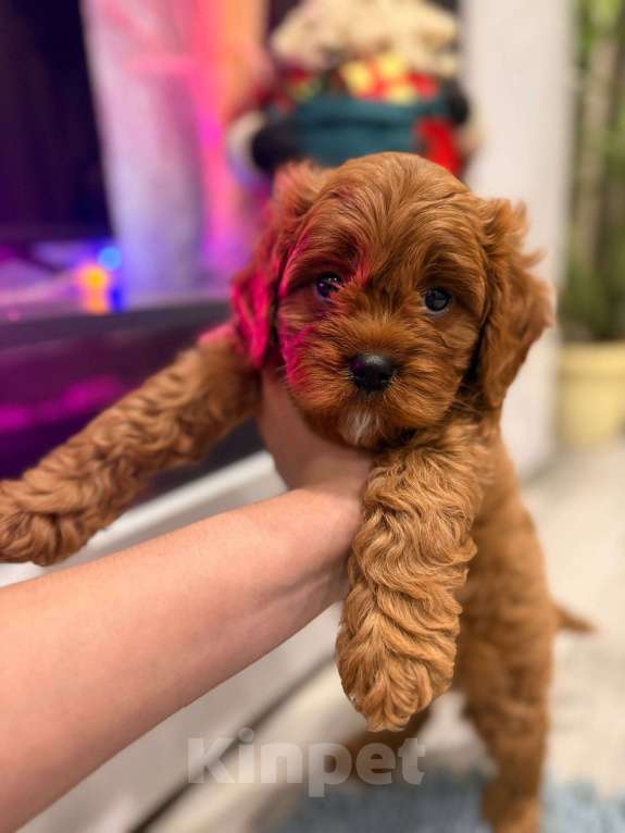 Собаки в Москве: Кавапу f1 мальчик Мальчик, 85 000 руб. - фото 8